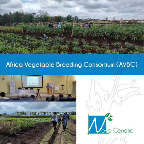 Congrès AVBC (Africa Vegetable Breeding Consortium) par World Vegetable Center